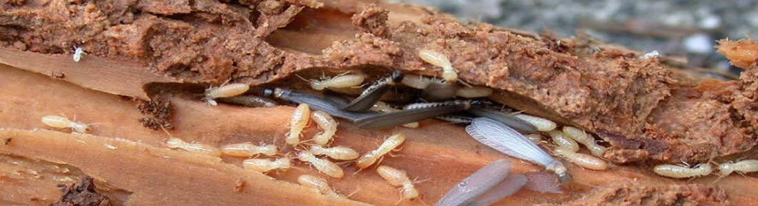 Dedetizadora de cupins nós moveis  24 HORAS